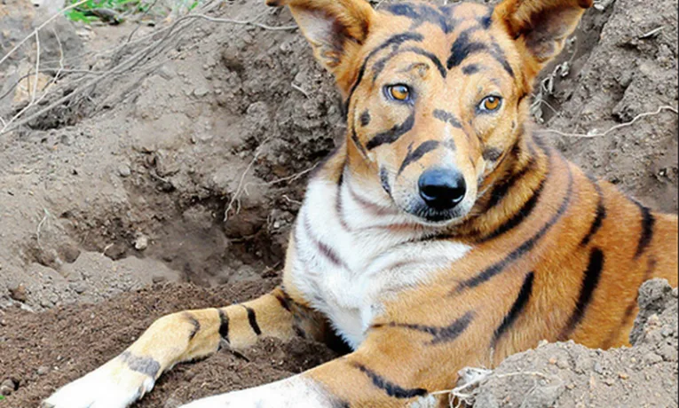 Фермер перетворив собаку на «тигра», щоб відлякати шкідників