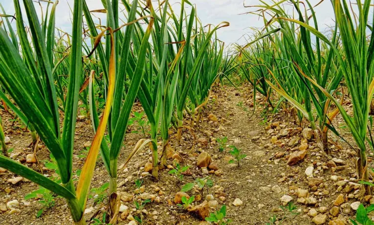 Часник у травні потребує особливого догляду