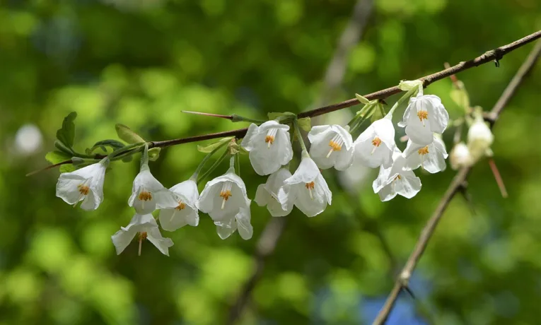 На Франківщині зацвіло рідкісне “конвалієве дерево”