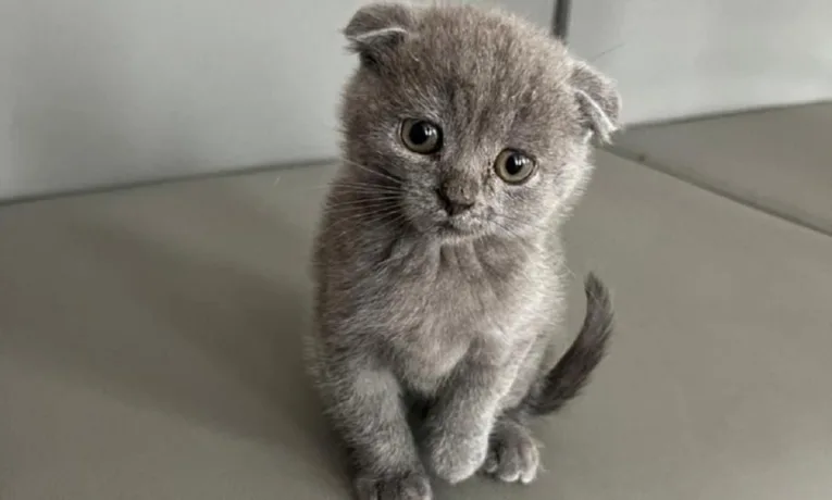 У Калуші школяр викинув кота з вікна