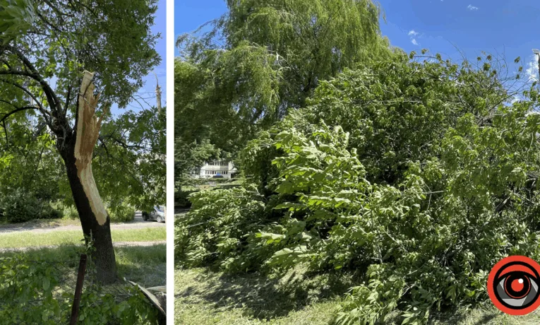 У Калуші дерево впало на територію дитячого садка