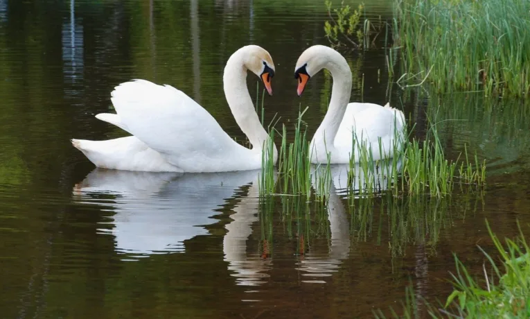 Варварство в парку: у лебедя вирвали пір’я з крил