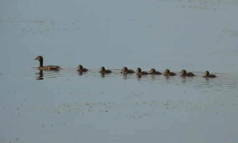 У Галицькому нацпарку зафіксували гніздування рідкісної черні білоокої