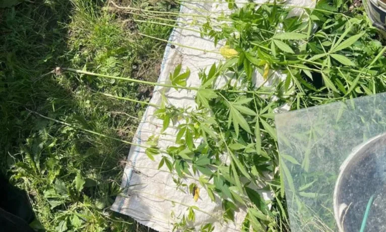 Франківські патрульні виявили 67 кущів наркотичних рослин