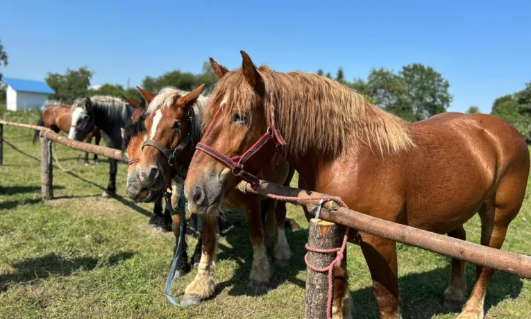 На Косівщині пройшов унікальний благодійний фестиваль «Оґир-Фест»