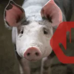 африканська чума свиней