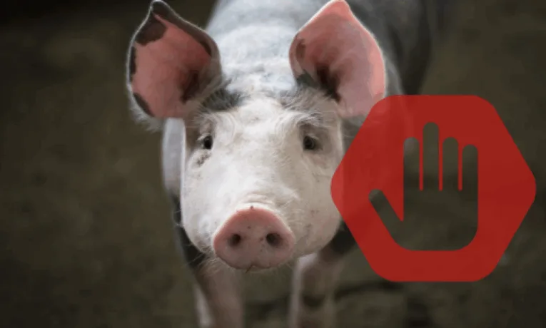 африканська чума свиней