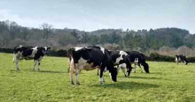 На Прикарпатті жінки побилися через пасовище для худоби