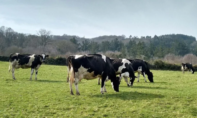 На Прикарпатті жінки побилися через пасовище для худоби