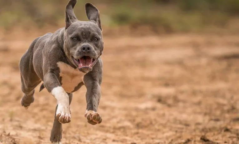 У Коломиї пітбуль напав на лайку: власницю оштрафували