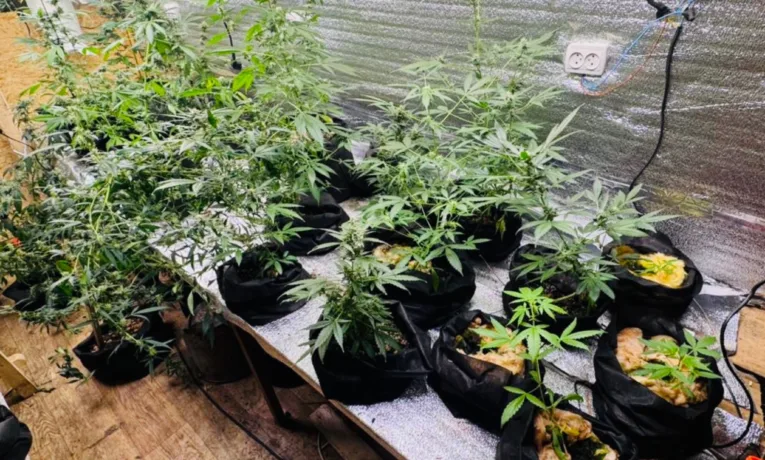 На Івано-Франківщині поліція викрила схему збуту наркотиків