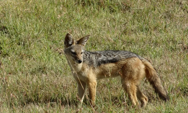 На Франківщині єгерська служба добула двох шакалів