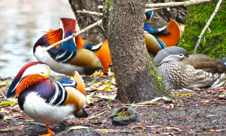 У Франківську стартує КВЕСТ-ФЕСТ “Пташиний Франек”