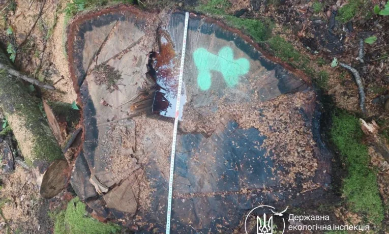 Держекоінспекція виявила масштабну вирубку дерев у Калуському районі