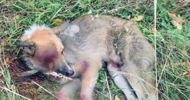 Чоловіка, який тягнув собаку за авто, взяли під варту без права застави