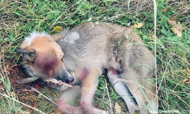Чоловіка, який тягнув собаку за авто, взяли під варту без права застави
