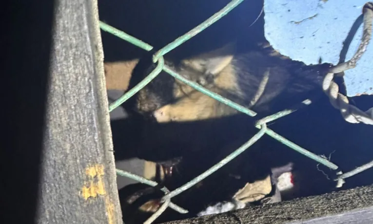 У Коломиї чоловік жорстоко побив собаку: поліція відкрила кримінальне провадження