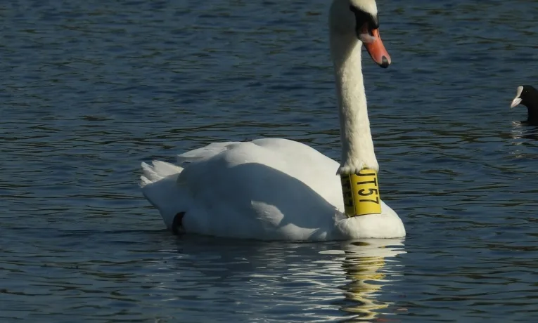 На Німецькому озері проведуть екскурсію зі спостереження за птахами