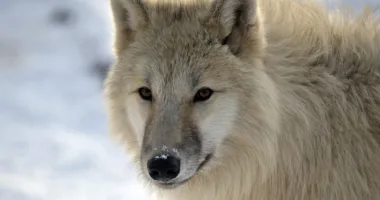 У Косівському районі вовк напав на три господарства