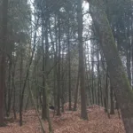 У Центрі реабілітації Галицького парку ведмеді поринули в зимовий сон