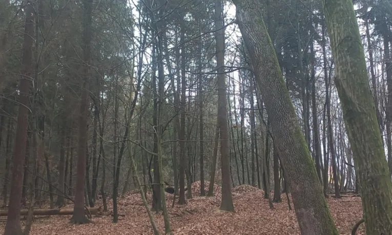 У Центрі реабілітації Галицького парку ведмеді поринули в зимовий сон