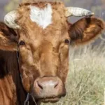 На Верховинщині запровадили карантин через випадки сказу серед худоби