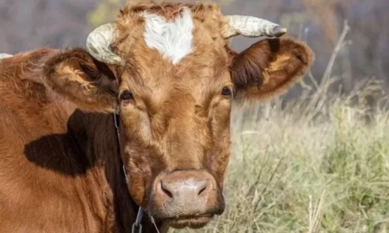 На Верховинщині запровадили карантин через випадки сказу серед худоби