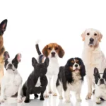 У Франківську біля міського озера виявили собак із ознаками отруєння