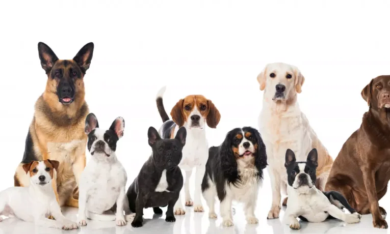 В Івано-Франківську поліція перевіряє інформацію про отруєння безпритульних собак