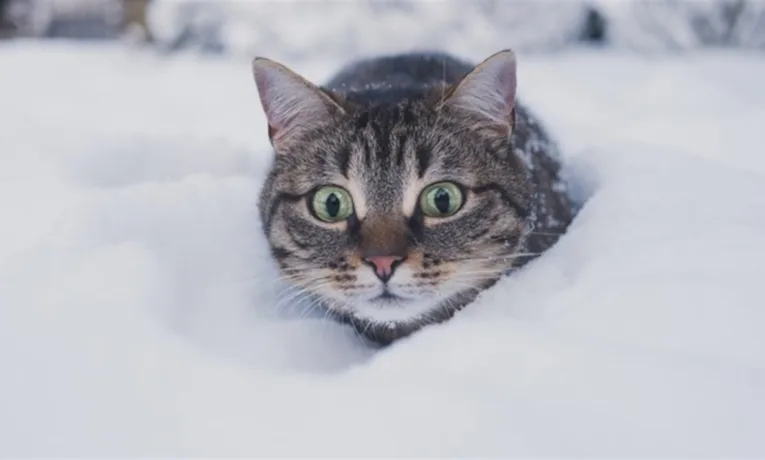 Через снігопад чиновники Франківська вийшли допомагати комунальникам