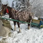 Гуцульські традиції оживають: у Космачі пройшов фестиваль "З’їзд бутинарів"