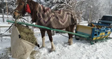 Гуцульські традиції оживають: у Космачі пройшов фестиваль "З’їзд бутинарів"