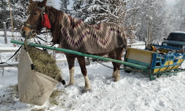 Гуцульські традиції оживають: у Космачі пройшов фестиваль "З’їзд бутинарів"