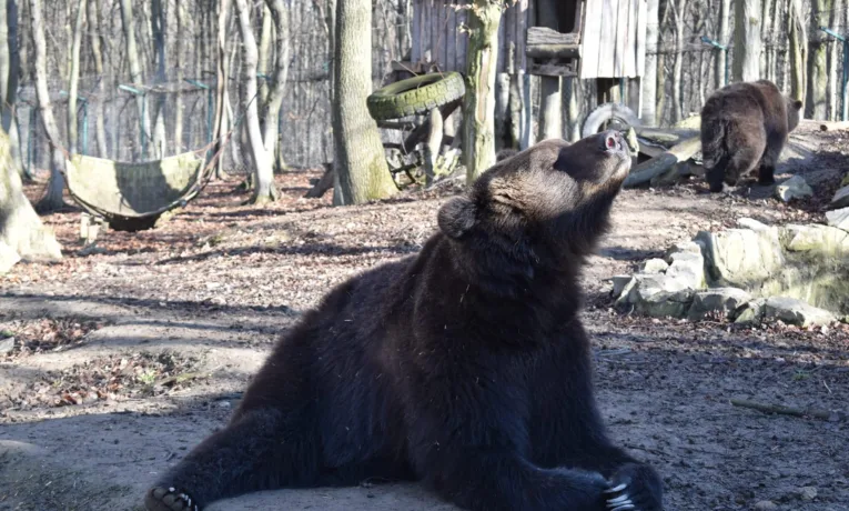Весна наближається - ведмеді Мир і Надія вийшли з барлогів