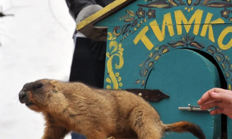 Бабак Тимко IV дав свій перший прогноз