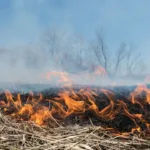 Паління сухої трави