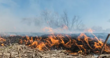 Паління сухої трави