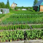 В Івано-Франківську запустили сезонні автобуси до садово-городніх масивів