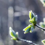 На Прикарпатті вночі очікуються заморозки до -5°