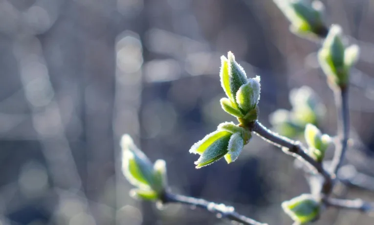 На Прикарпатті вночі очікуються заморозки до -5°
