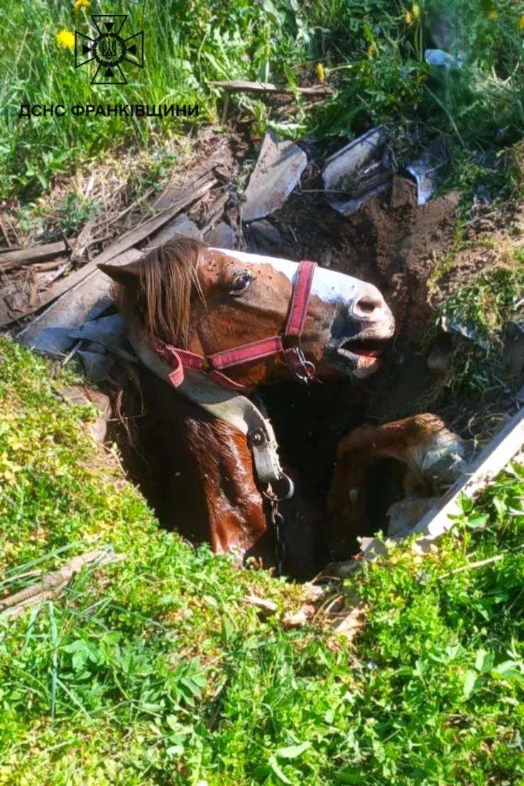 Рятувальна операція на Прикарпатті: коня витягли з колодязя