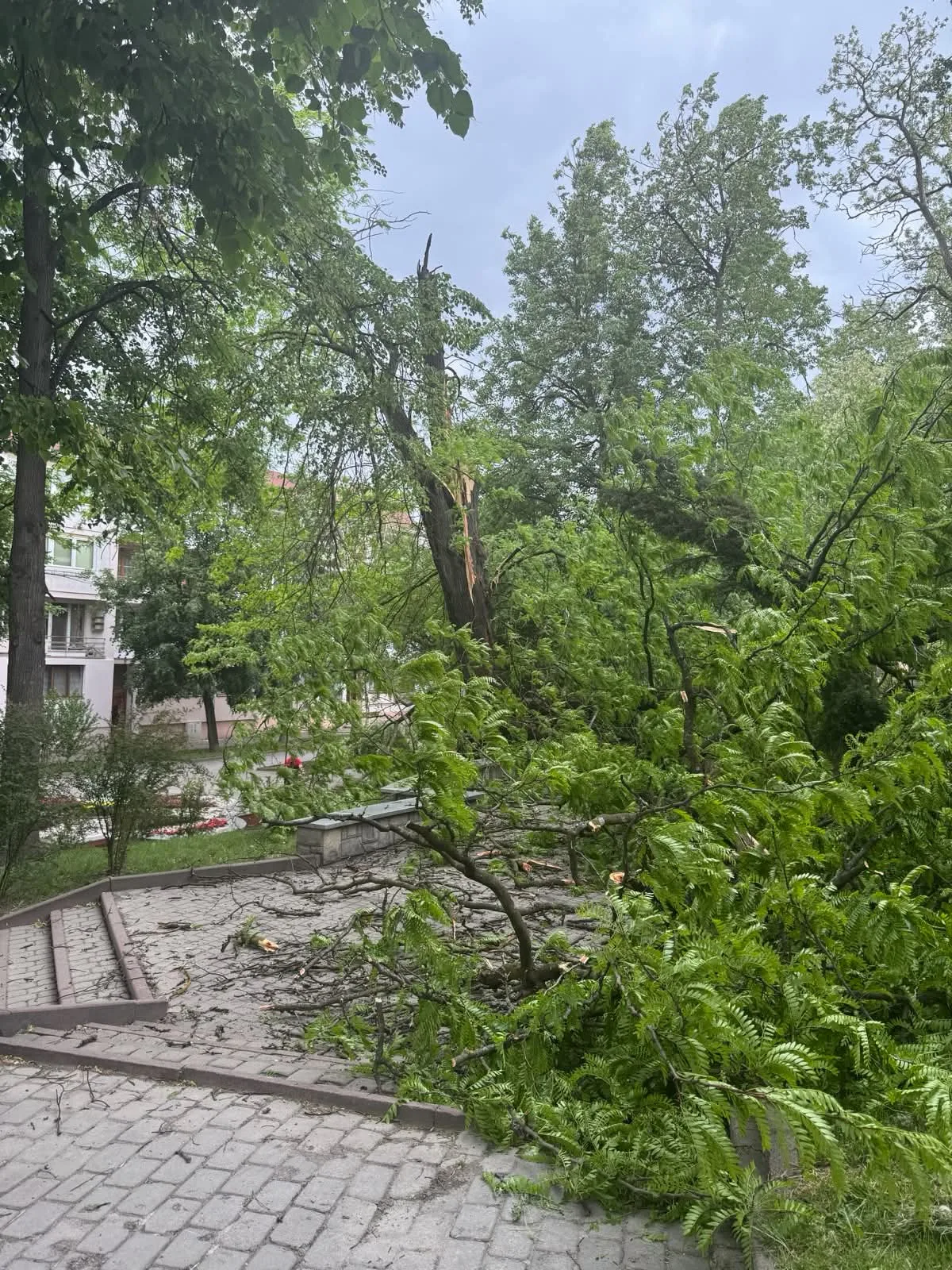 Негода в Івано-Франківську: на кількох вулицях повалені дерева