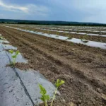 Кавуни, томати та кукурудза: фермери з Харківщини розширюють виробництво на Прикарпатті