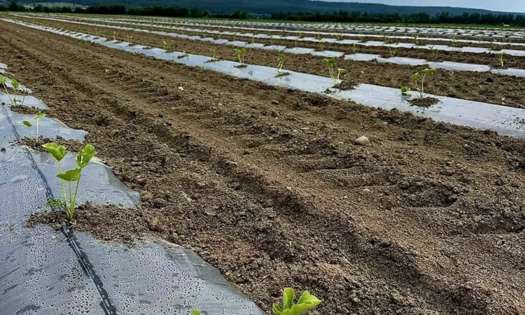 Кавуни, томати та кукурудза: фермери з Харківщини розширюють виробництво на Прикарпатті
