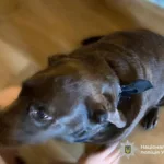У Франківську 12-річний хлопець обмотав собаці морду скотчем: поліція провела перевірку