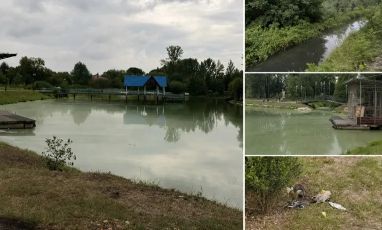 Масова загибель птахів і риби: у Калуші перевіряють міське озеро