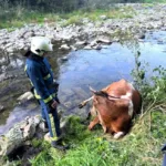 Впала в обрив і не могла вибратися: у Яремче врятували корову