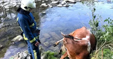 Впала в обрив і не могла вибратися: у Яремче врятували корову
